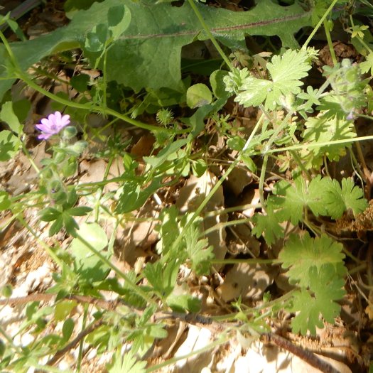 Geranium pyrenaicum